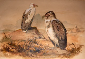 Angola Vulture (Gypohierax angolensis)